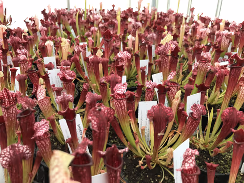 07. Pretty in pink, young plants of the Sarracenia cultivar 'Bella', which is S. 'Juthatip Soper' crossed with S. leucophylla