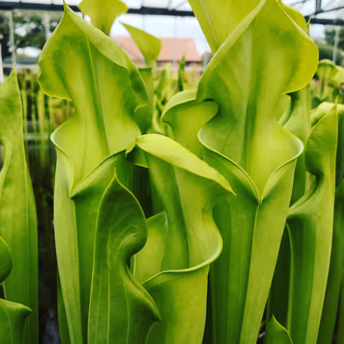 07. Sarracenia James Wong, a selected form of Sarracenia flava var maxima