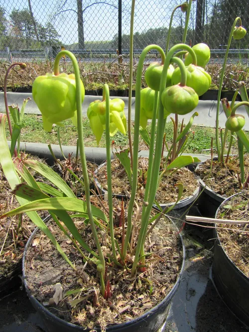 07. Sarracenia flava flower buds