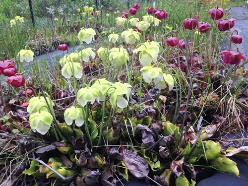 07. Sarracenia purpurea x rosea hybrids - north meets south