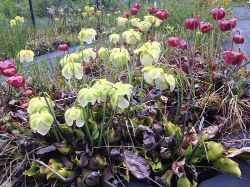 07. Sarracenia purpurea x rosea hybrids - north meets south