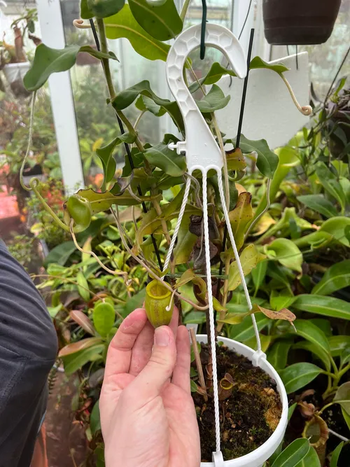 07. This was a green pitchered form of N. undulatifolia