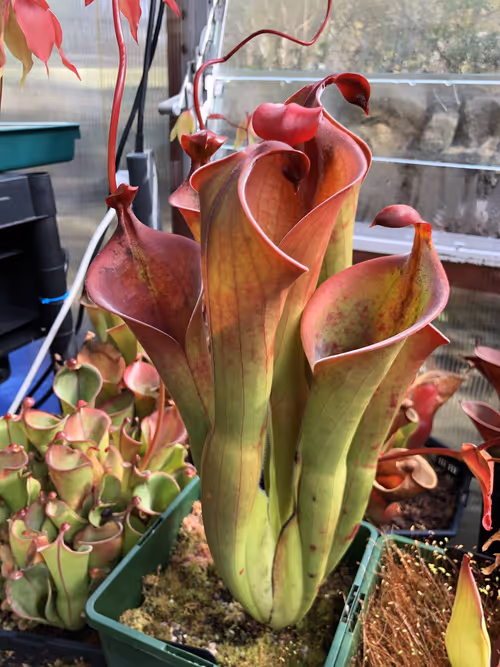 08 Heliamphora neblinae cerro neblina