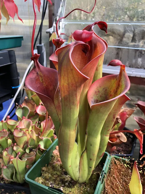 08 Heliamphora neblinae cerro neblina