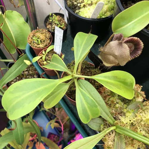 08 Nepenthes fusca (variegated)