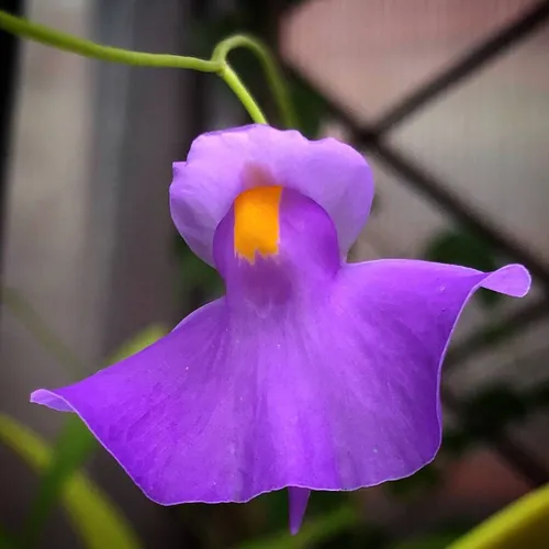 08 Utricularia longifolia