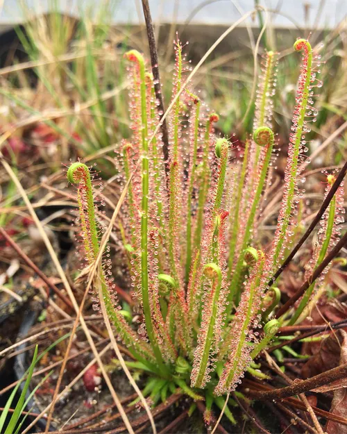 08. Drosera tracyi