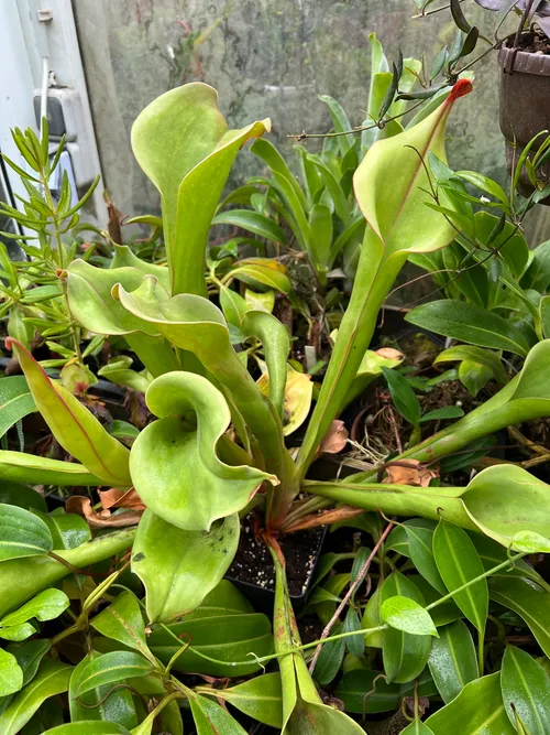 08. I think this was Heliamphora ionasi