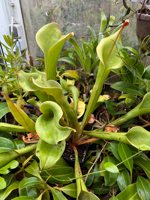 08. I think this was Heliamphora ionasi