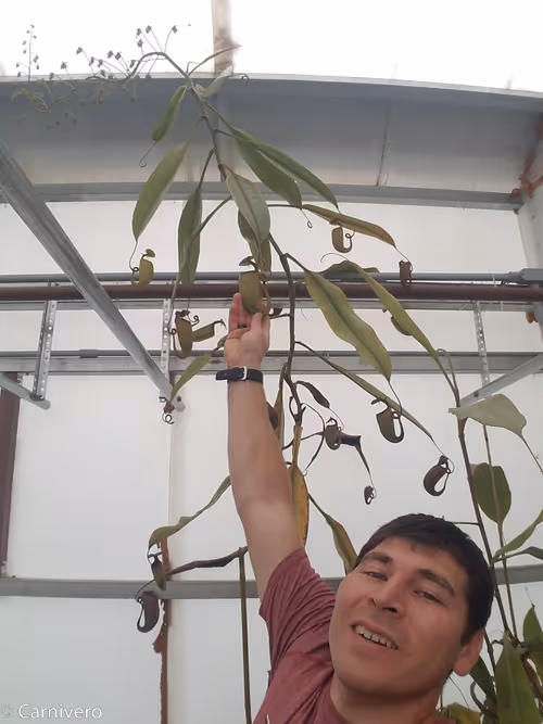 08. Nepenthes bicalcarata stem