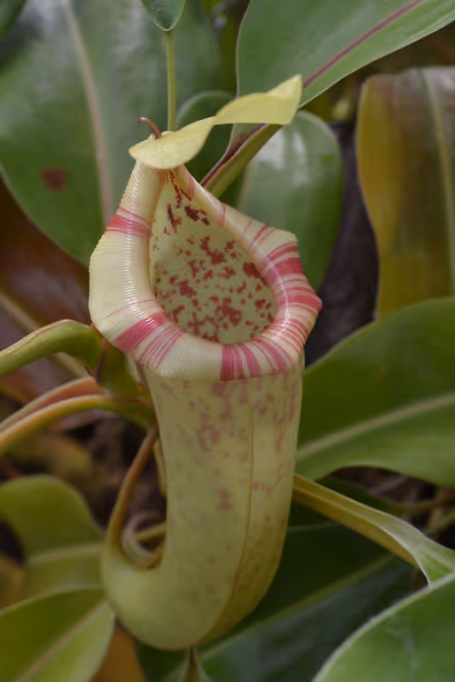 08. Nepenthes boschiana upper pitcher