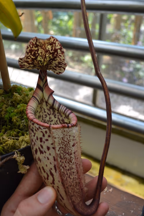 08. Nepenthes burbidgeae - I really love the red to cream fading of the peristome on this species