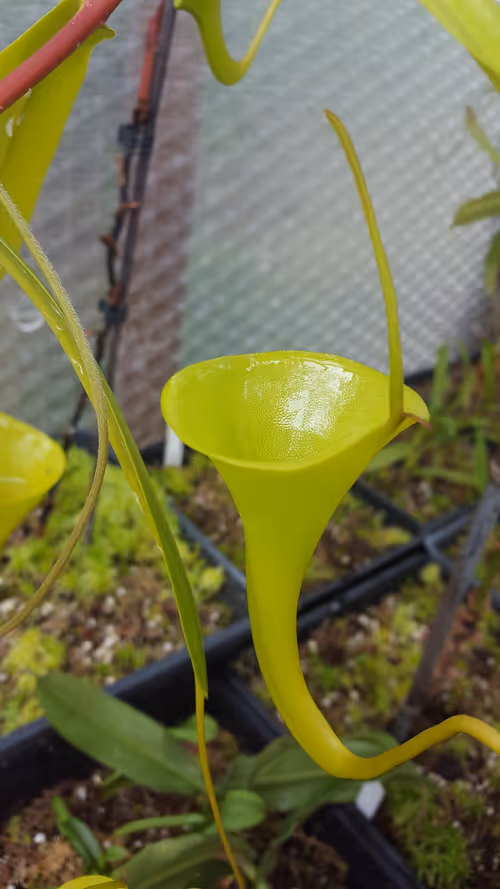 08. Nepenthes inermis