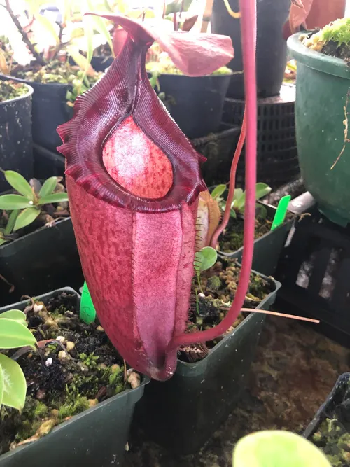 08. Nepenthes rajah x peltata (Leviathan)