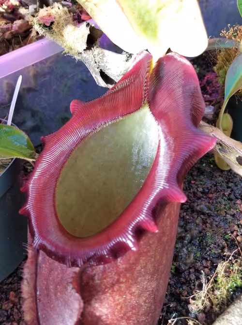 08. Nepenthes rajah