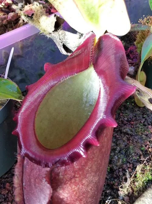 08. Nepenthes rajah