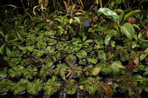 08. Nepenthes seedlings