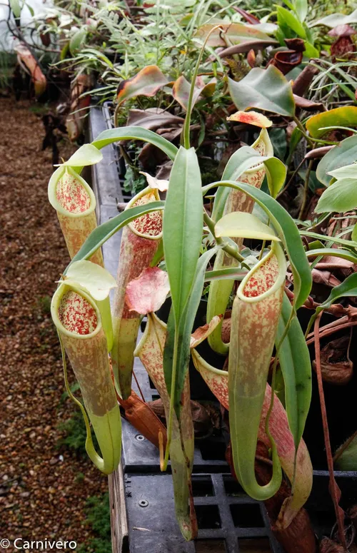 08. Nepenthes smilesii, BE.