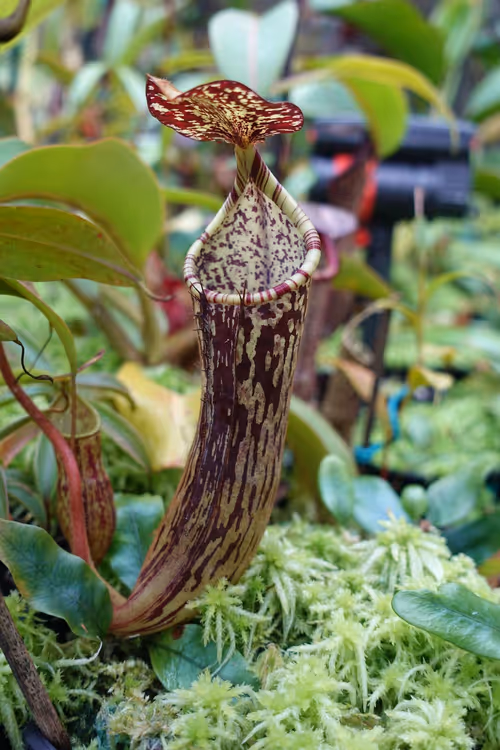 08. Nepenthes stenophylla