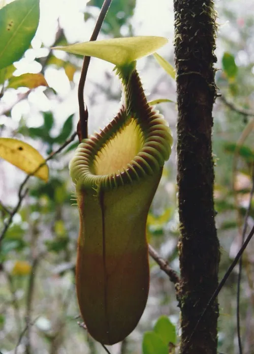 08. Nepenthes x harryana, the natural hybrid between N. edwardsiana and N. villosa in Borneo