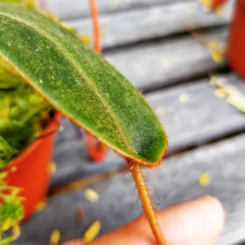 08. Peltate leaf on a young plant, by Francis Bauzon