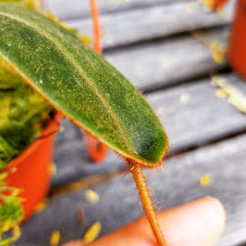 08. Peltate leaf on a young plant, by Francis Bauzon