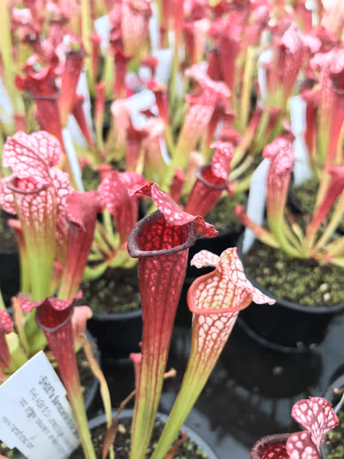 08. Sarracenia 'Bella' again