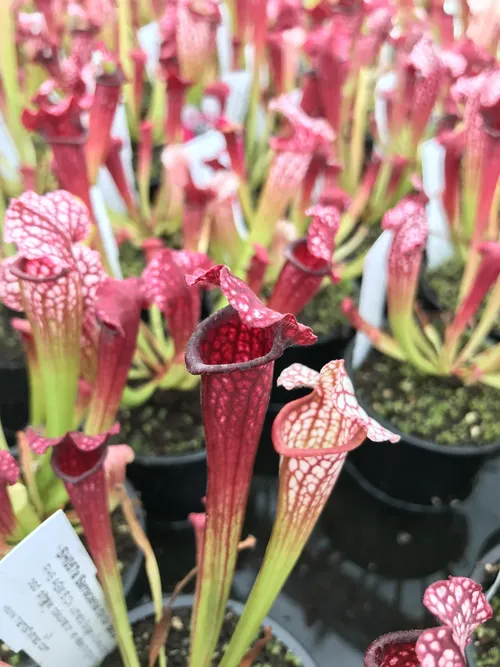08. Sarracenia "Bella" again