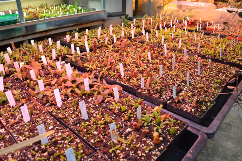 08. Seedlings of N. veitchii, N. bongso, N. naga, N. copelandii x lowii, and more
