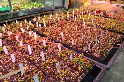 08. Seedlings of N. veitchii, N. bongso, N. naga, N. copelandii x lowii, and more