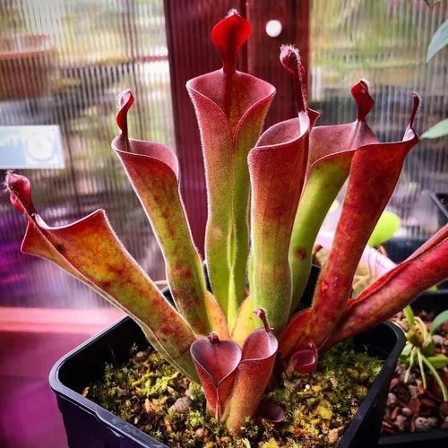 09 Heliamphora parva clone 08:03 AW