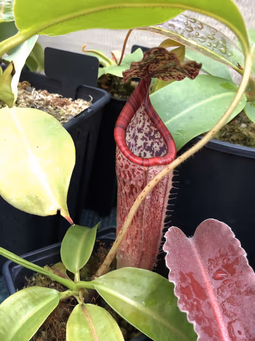 09 Nepenthes glandulifera x burbidgeae BE