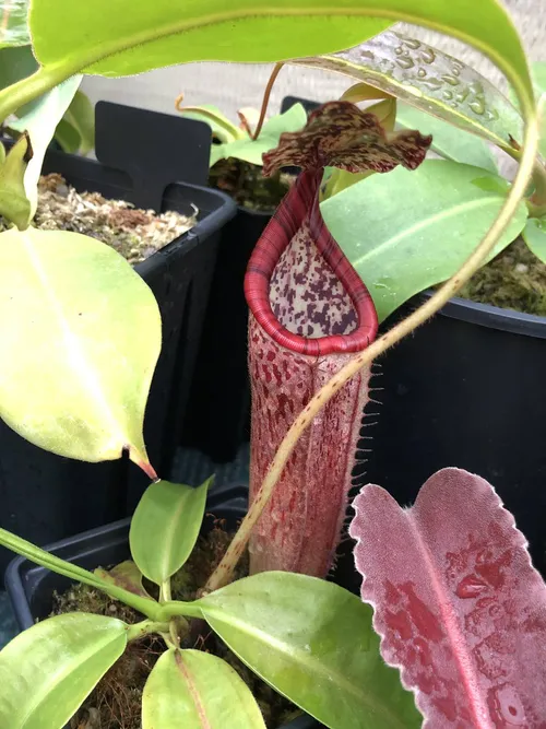 09 Nepenthes glandulifera x burbidgeae BE