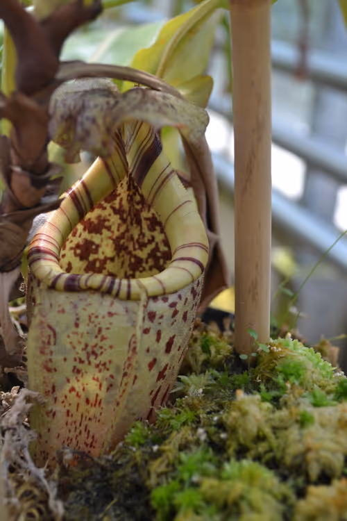 09. A cream-coloured pitcher on Nepenthes burbidgeae