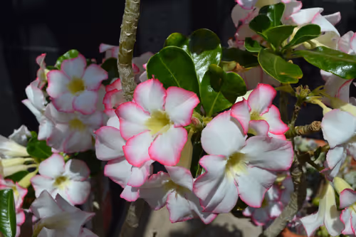 09. Adenium obesum in bloom, from South Africa