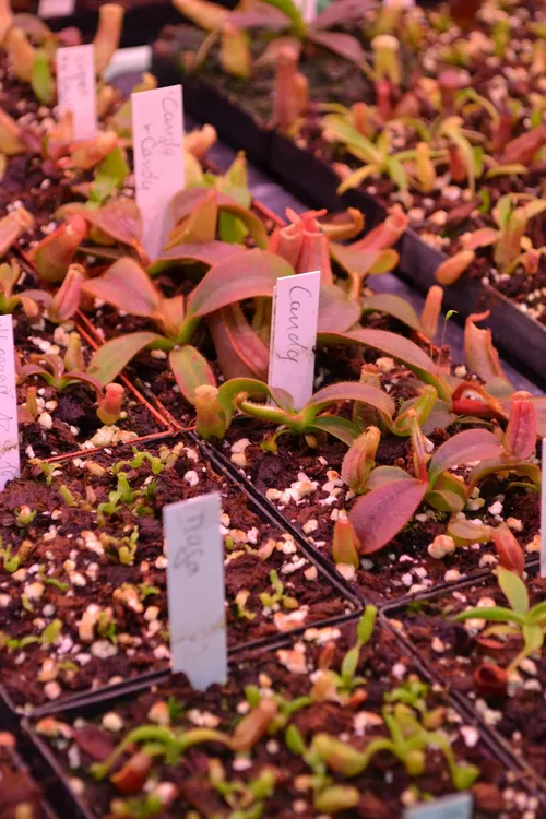 09. Close-up of some Nepenthes veitchii 'Candy' seedlings. I want one.