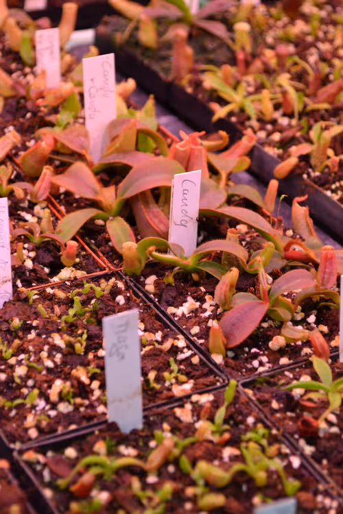 09. Close-up of some Nepenthes veitchii 'Candy' seedlings. I want one