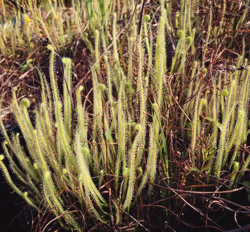 09. Drosera tracyi