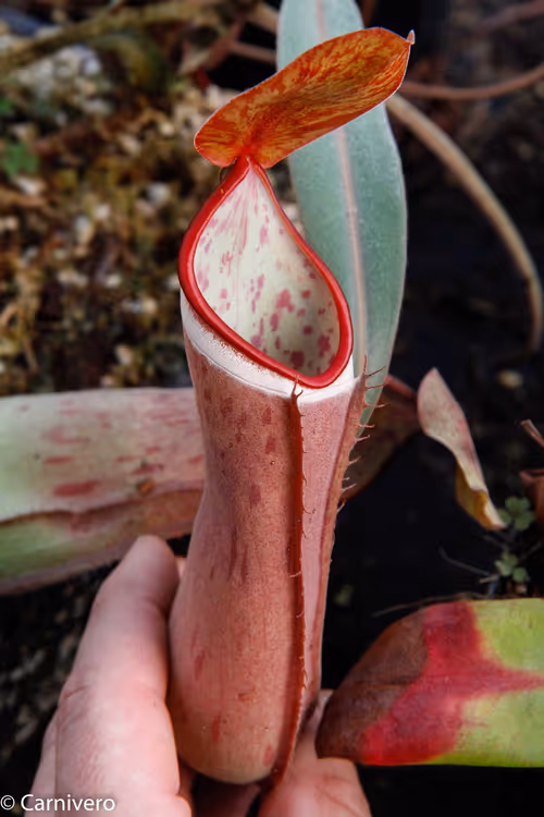 09. Nepenthes albomarginata