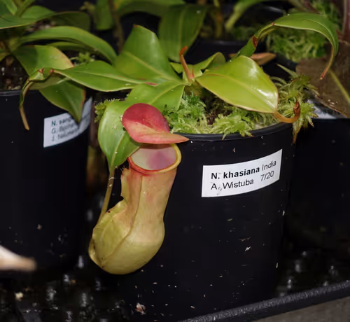 09. Nepenthes khasiana