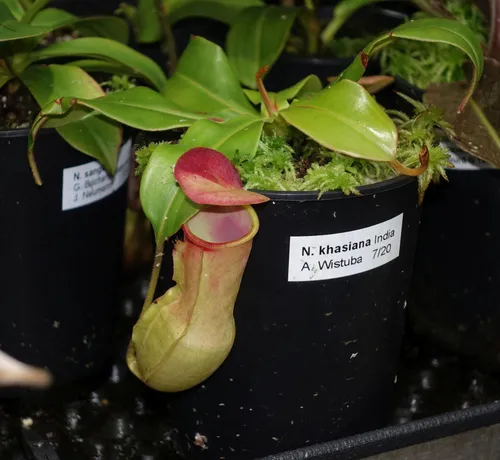 09. Nepenthes khasiana