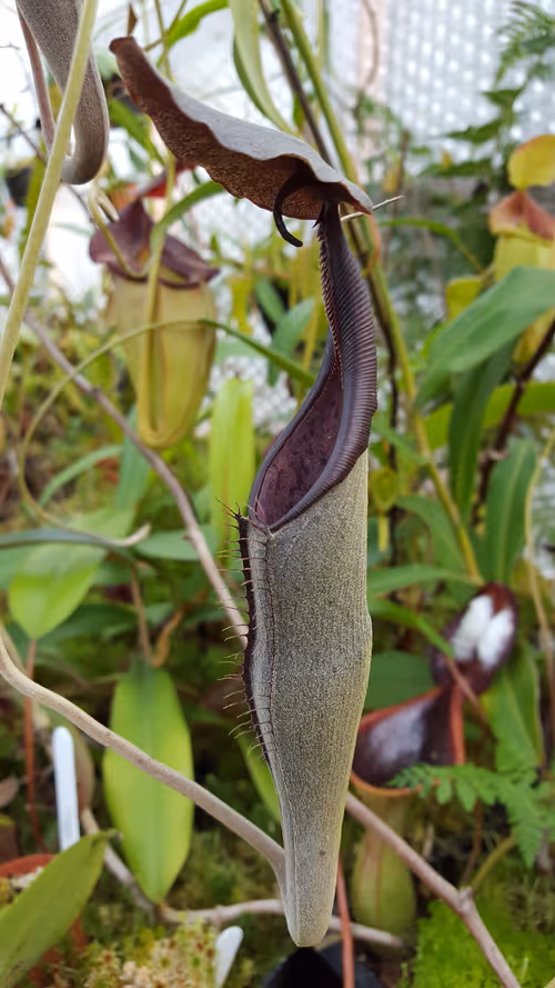 09. Nepenthes lingulata