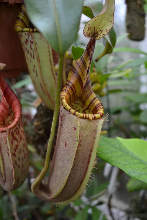 09. Nepenthes mollis × veitchii, formerly hurrelliana x veitchii, grown by Christian Klein.