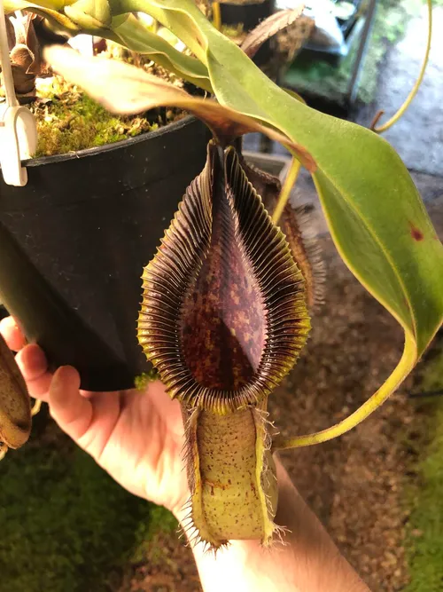 09. Nepenthes robcantleyi x hamata (aka Robmata)