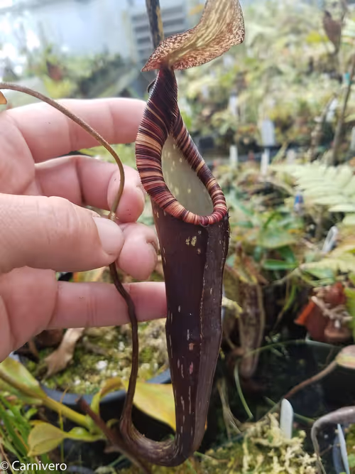 09. Nepenthes spectabilis, "Ugly Duckling"-esque