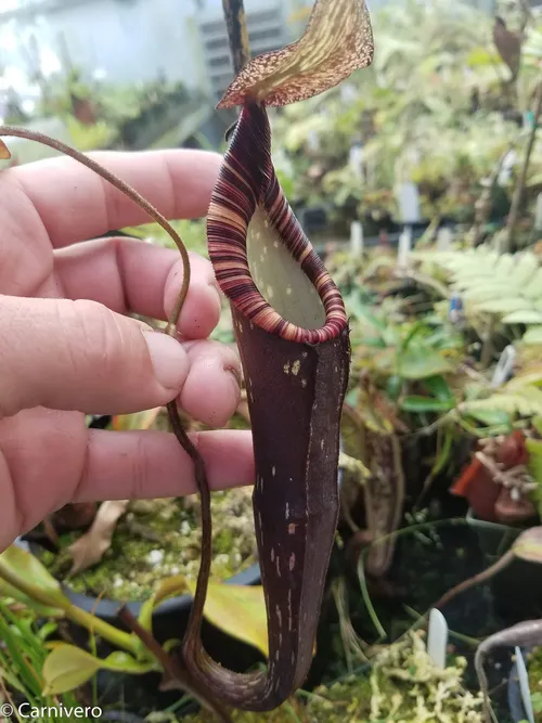09. Nepenthes spectabilis, "Ugly Duckling"-esque