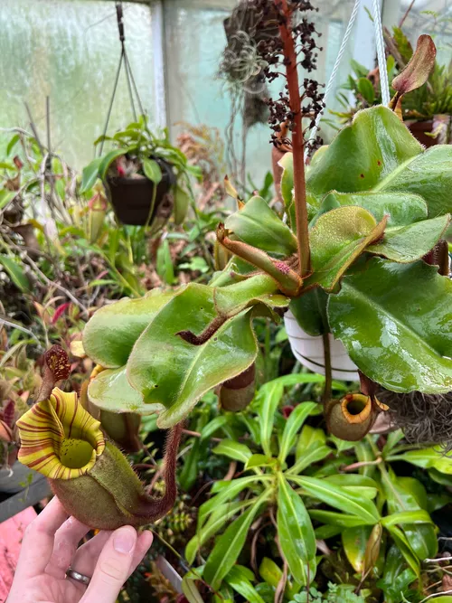 09. One of Chris"s many Nepenthes veitchii, this one with squat pitchers with striped peristome.