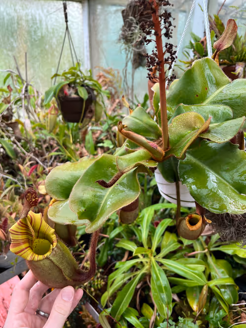 09. One of Chris"s many Nepenthes veitchii, this one with squat pitchers with striped peristome