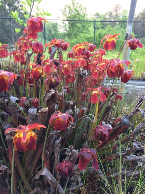 09. Sarracenia rubra subsp. gulfensis flowers