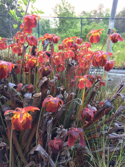 09. Sarracenia rubra subsp. gulfensis flowers